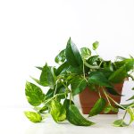 Importance of Money Plant in Vastu Shastra