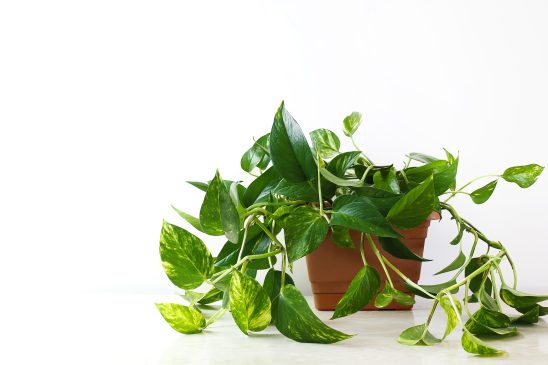 money plant direction as per vastu