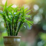 Bamboo Plant At Home Per Vastu/Feng Shui